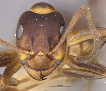 Media type: image;   Entomology 21730 Aspect: hefa